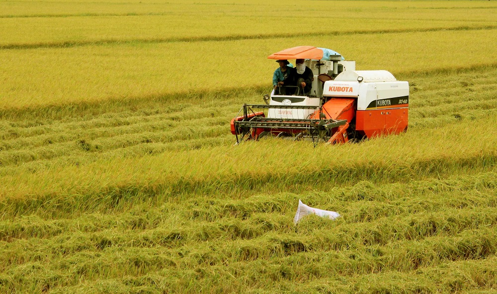 Sản xuất lúa gạo bền vững, hiệu quả trên cánh đồng. (30/08/2021)